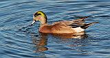 American Wigeon_20078